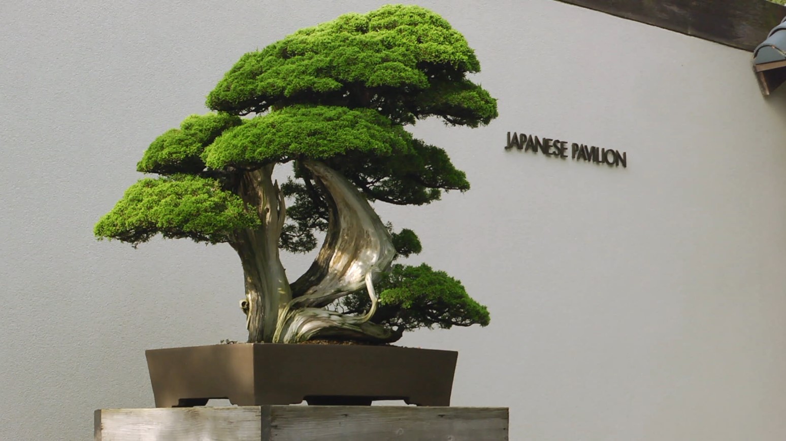 Bicentennial Bonsai: Emissaries of Peace